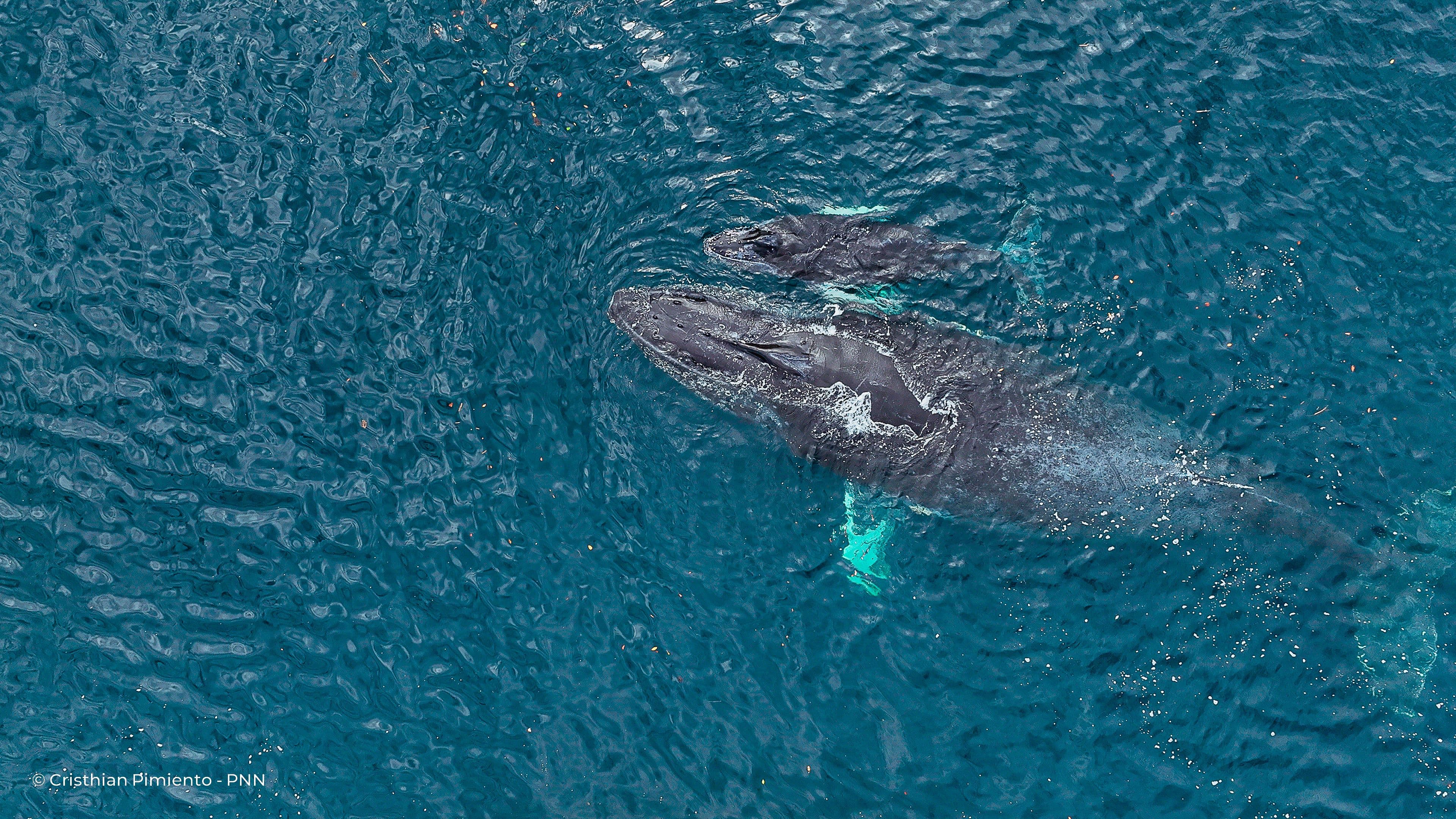 Comienza la temporada de avistamiento de ballenas en el Pacífico colombiano: se busca generar turismo responsable Comienza la temporada de avistamiento de ballenas en el Pacífico colombiano: se busca generar turismo responsable