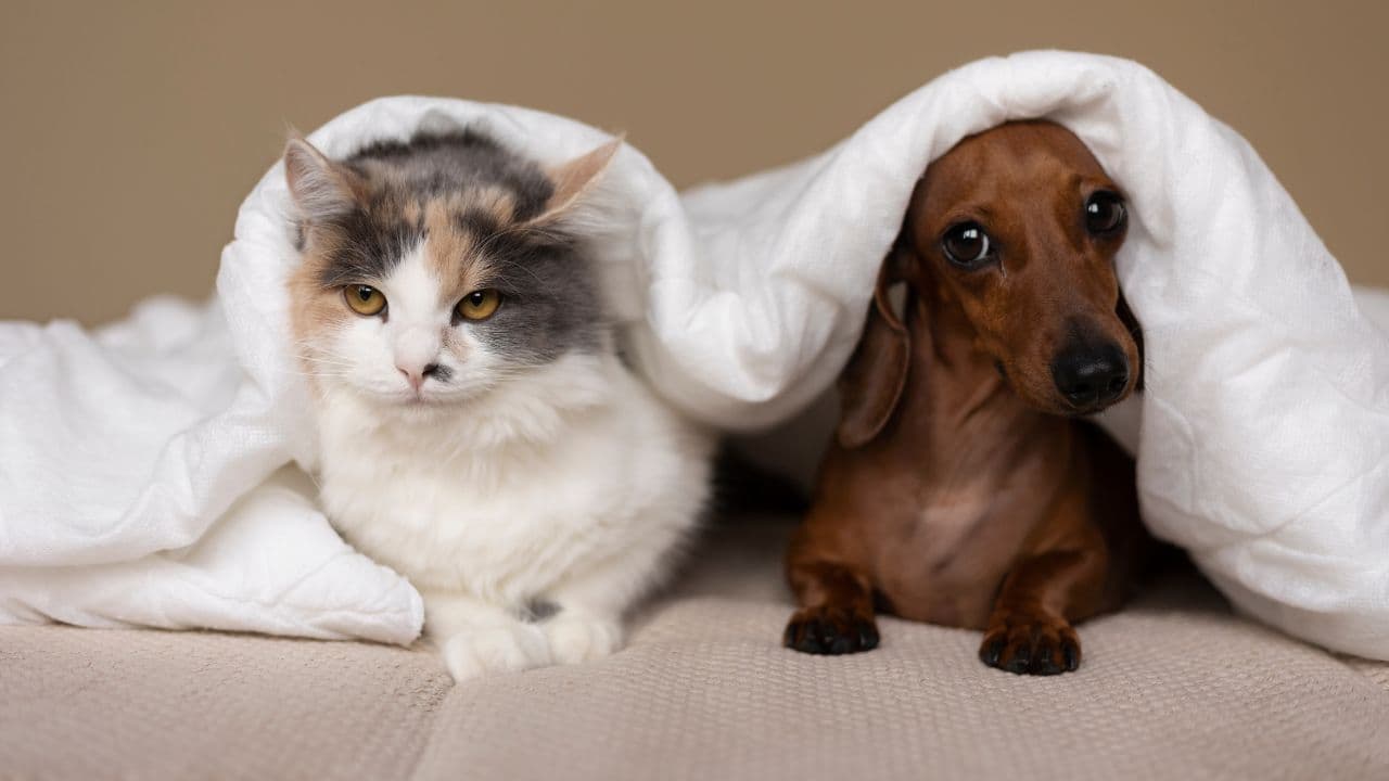photologuephotos2024-12perros_y_gatos_animales_de_compania_en_colombiajpg photologuephotos2024-12perros_y_gatos_animales_de_compania_en_colombiajpg