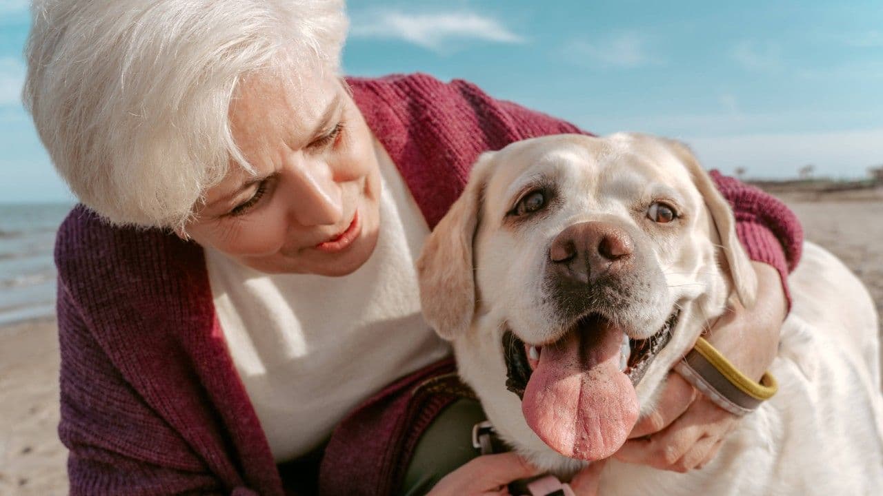 photologuephotos2025-02los_perros_se_consideran_senior_a_partir_de_los_nueve_anos_de_edad_okjpg photologuephotos2025-02los_perros_se_consideran_senior_a_partir_de_los_nueve_anos_de_edad_okjpg