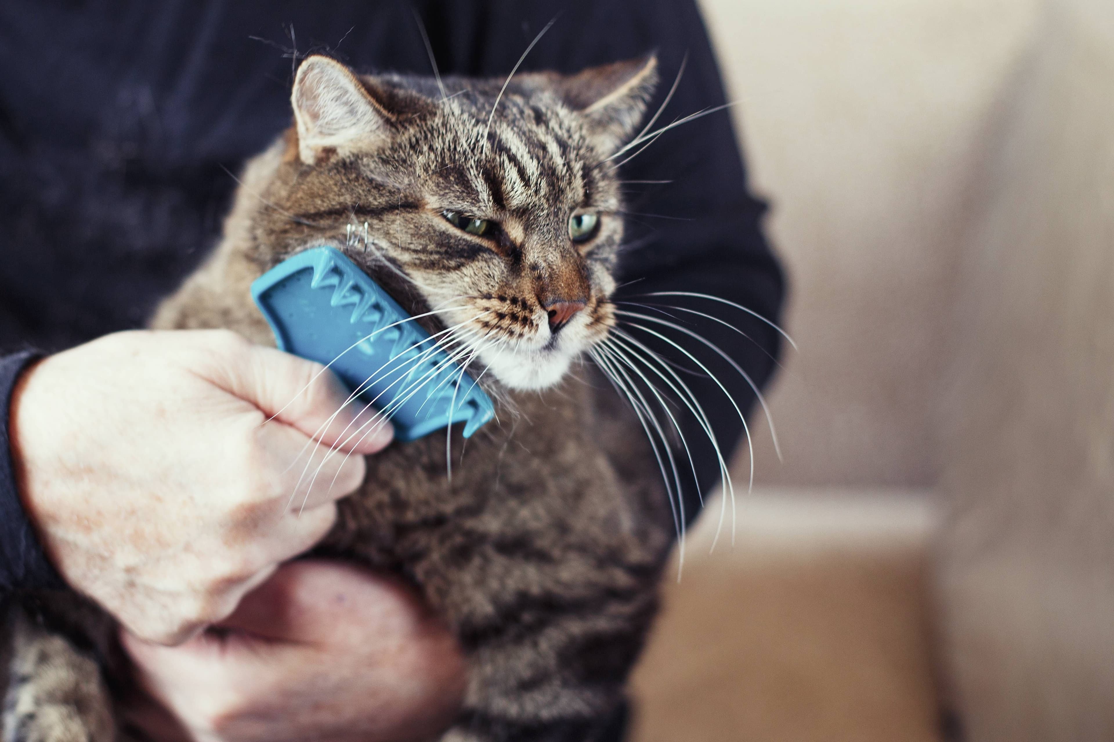 photologuephotos2025-01a_comparacion_de_animales_como_los_perros_que_tienen_una_densidad_capilar_de_entre_1000_y_9000_pelos_por_centimetro_cuadrado_los_gatos_tienen_25000_111jpg photologuephotos2025-01a_comparacion_de_animales_como_los_perros_que_tienen_una_densidad_capilar_de_entre_1000_y_9000_pelos_por_centimetro_cuadrado_los_gatos_tienen_25000_111jpg
