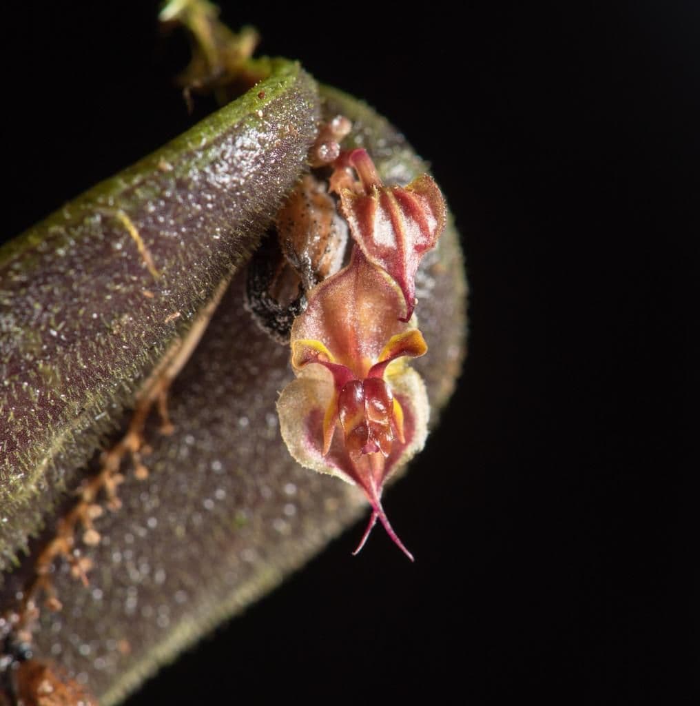 Especie de orquídea miniatura para la ciencia en el Parque Nacional Natural Farallones de Cali Especie de orquídea miniatura para la ciencia en el Parque Nacional Natural Farallones de Cali