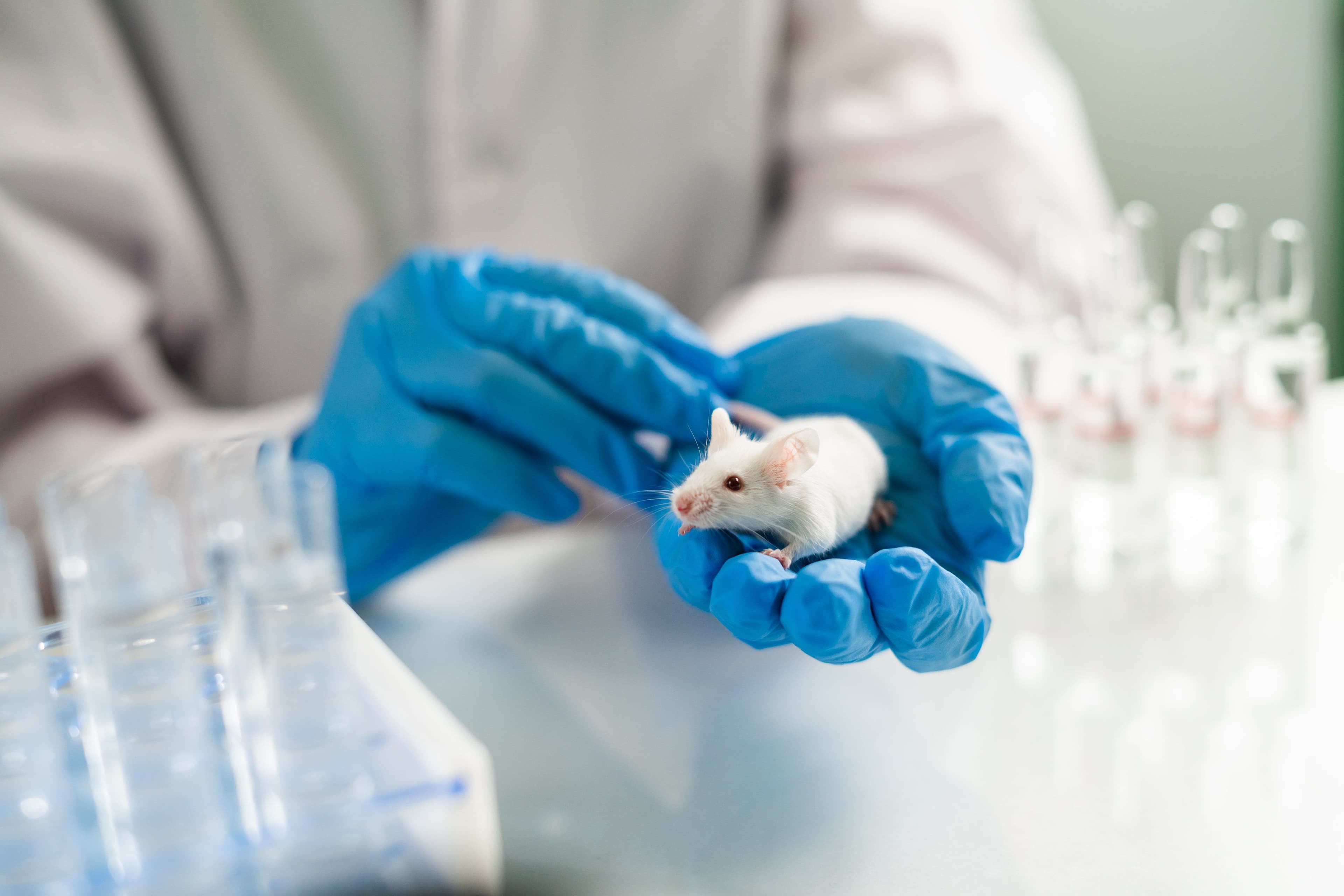 Colombia reglamentó la prohibición del testeo animal Colombia reglamentó la prohibición del testeo animal