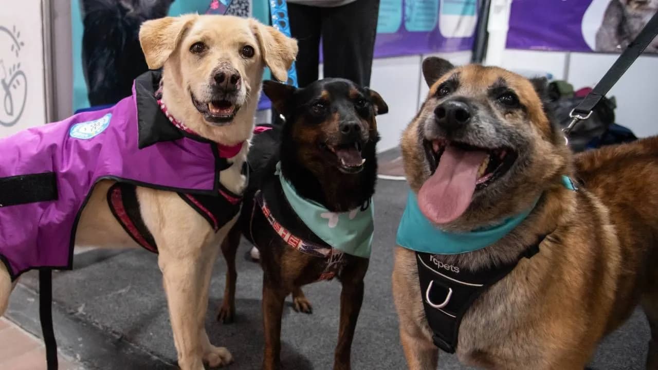 101 perros y gatos rescatados buscarán familia en Expopet: fechas, requisitos y cómo será el proceso de adopción 101 perros y gatos rescatados buscarán familia en Expopet: fechas, requisitos y cómo será el proceso de adopción