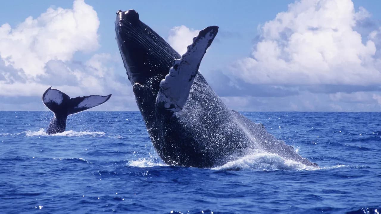 Temporada de ballenas 2026: así se dinamiza el turismo en el Pacífico colombiano entre julio y octubre Temporada de ballenas 2026: así se dinamiza el turismo en el Pacífico colombiano entre julio y octubre