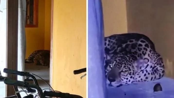 Buscan en Leticia al jaguar rescatado en la Universidad Nacional que escapó de Corpoamazonia. Créditos: Redes sociales Buscan en Leticia al jaguar rescatado en la Universidad Nacional que escapó de Corpoamazonia. Créditos: Redes sociales