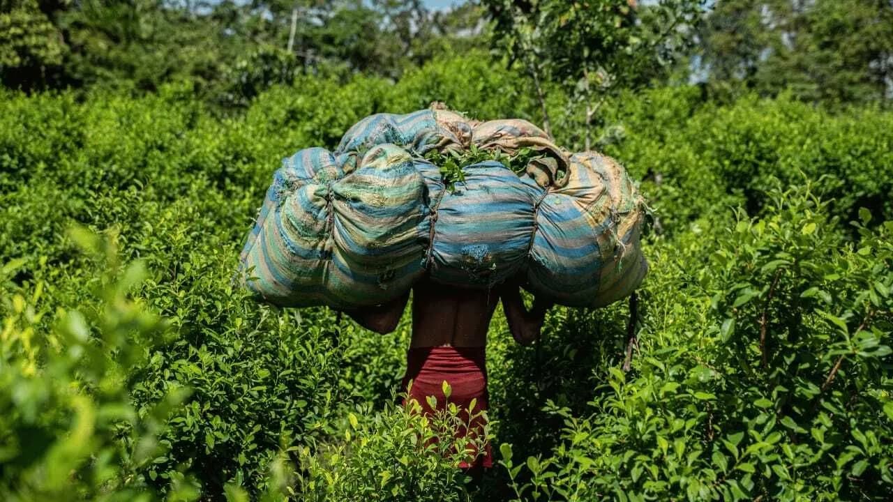 Los cultivos de coca crecieron de 2023 a 2024 un 3.5%. En la nueva medición se excluyó, por primera vez, el potencial de producción de cocaína / Crédito: Reuters. Los cultivos de coca crecieron de 2023 a 2024 un 3.5%. En la nueva medición se excluyó, por primera vez, el potencial de producción de cocaína / Crédito: Reuters.