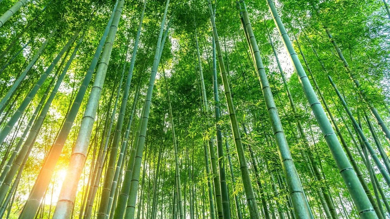 photologuephotos2023-09bosque-bambu-fondo-naturaleza_1jpg photologuephotos2023-09bosque-bambu-fondo-naturaleza_1jpg