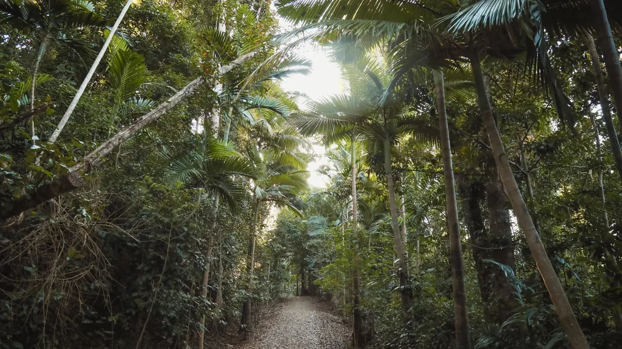 Bosques Tropicales Bosques Tropicales