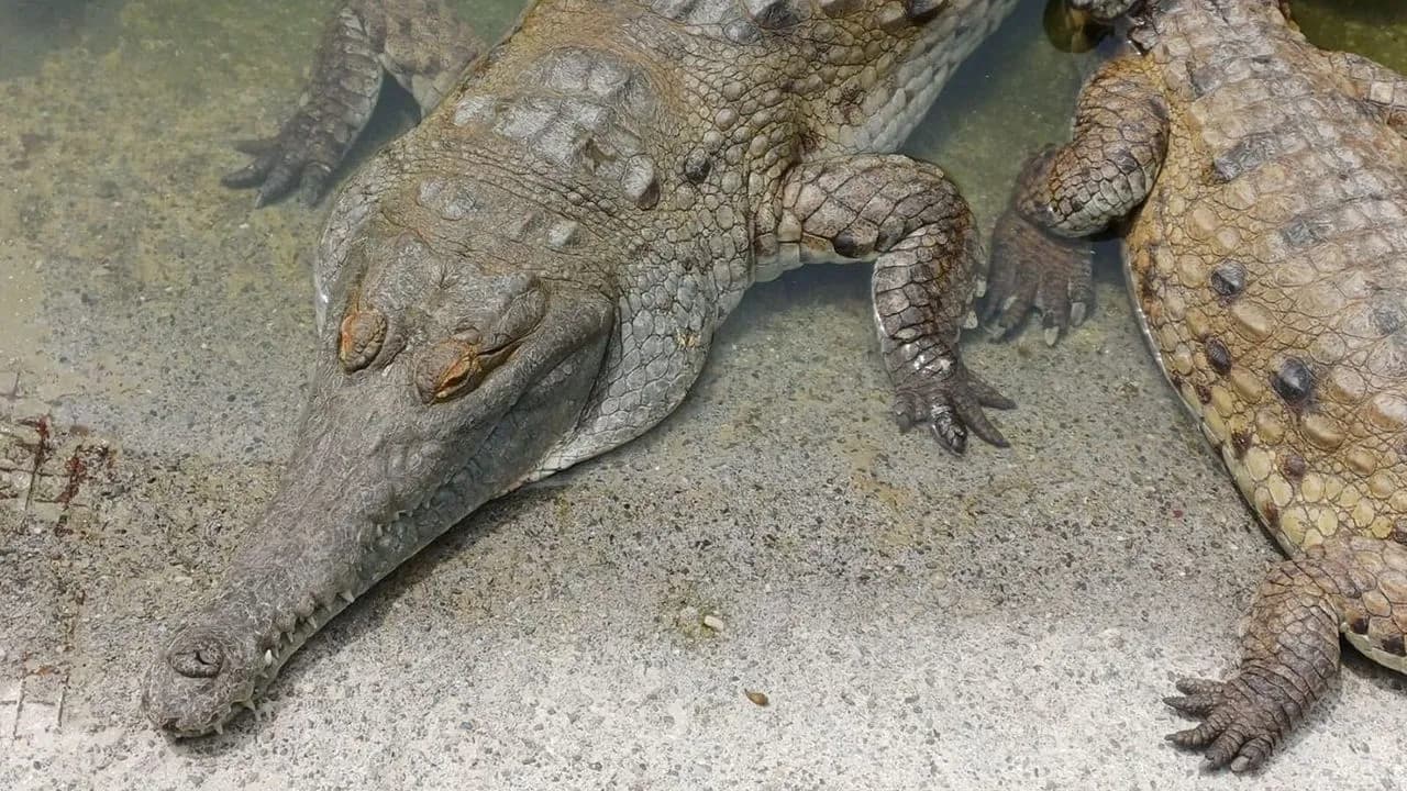 Minambiente definió nuevas responsabilidades para fortalecer la conservación y recuperación del caimán llanero en Colombia. Crédito: Comunicaciones Facultad de Ciencias UNAL Minambiente definió nuevas responsabilidades para fortalecer la conservación y recuperación del caimán llanero en Colombia. Crédito: Comunicaciones Facultad de Ciencias UNAL