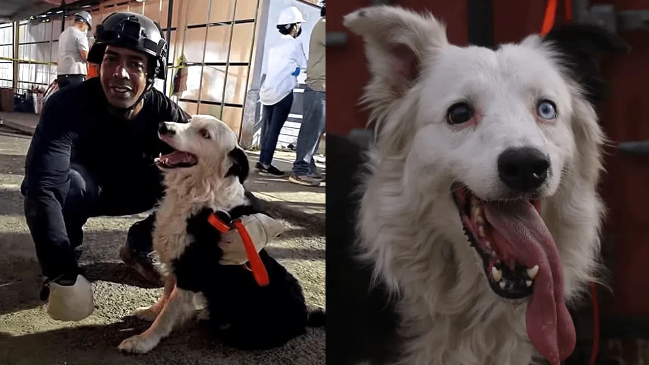 Tsunami integra una unidad canina que participa en la búsqueda de sobrevivientes tras los terremotos en Venezuela. Créditos: : Redes sociales / Equipos Caninos de intervención en desastres Tsunami integra una unidad canina que participa en la búsqueda de sobrevivientes tras los terremotos en Venezuela. Créditos: : Redes sociales / Equipos Caninos de intervención en desastres