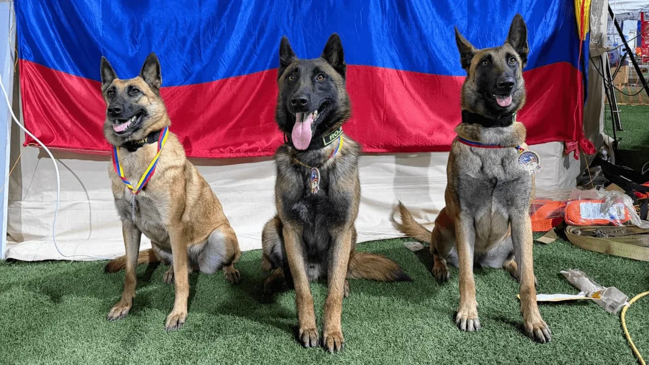 Perros rescatistas colombianos son condecorados en Venezuela por su labor tras los terremotos Perros rescatistas colombianos son condecorados en Venezuela por su labor tras los terremotos