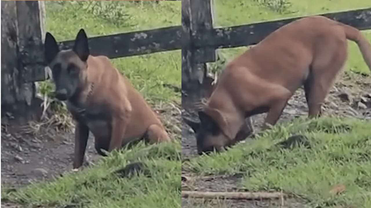La historia de Xenú, el perro antiexplosivos que detectó una mina antipersonal cerca a un colegio en Ituango La historia de Xenú, el perro antiexplosivos que detectó una mina antipersonal cerca a un colegio en Ituango