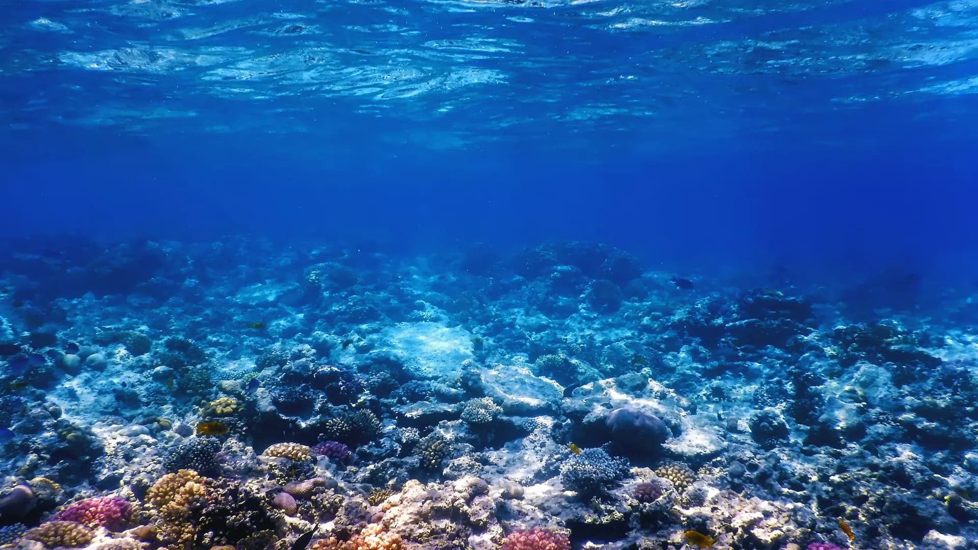 La temperatura de la superficie del mar alcanzó un récord para esta época del año. Crédito: Magnific La temperatura de la superficie del mar alcanzó un récord para esta época del año. Crédito: Magnific