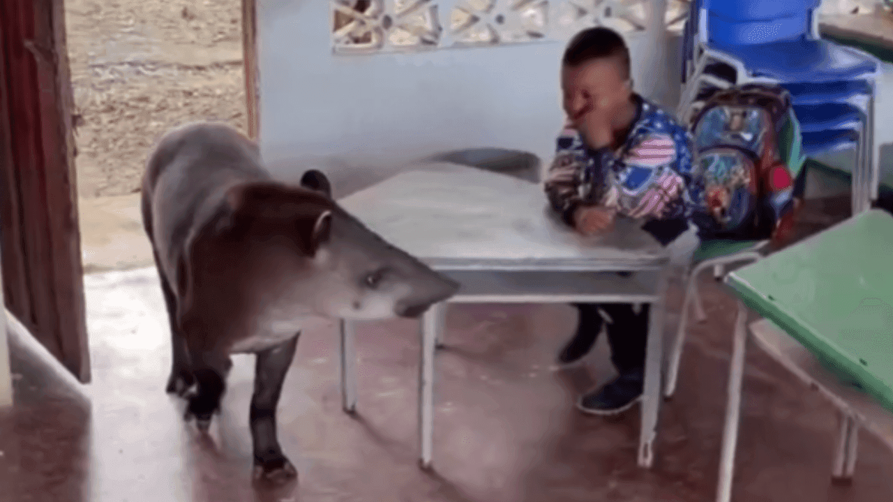Una danta sorprendió a estudiantes al ingresar a un colegio del Guaviare: expertos explican cómo actuar ante un animal silvestre Una danta sorprendió a estudiantes al ingresar a un colegio del Guaviare: expertos explican cómo actuar ante un animal silvestre