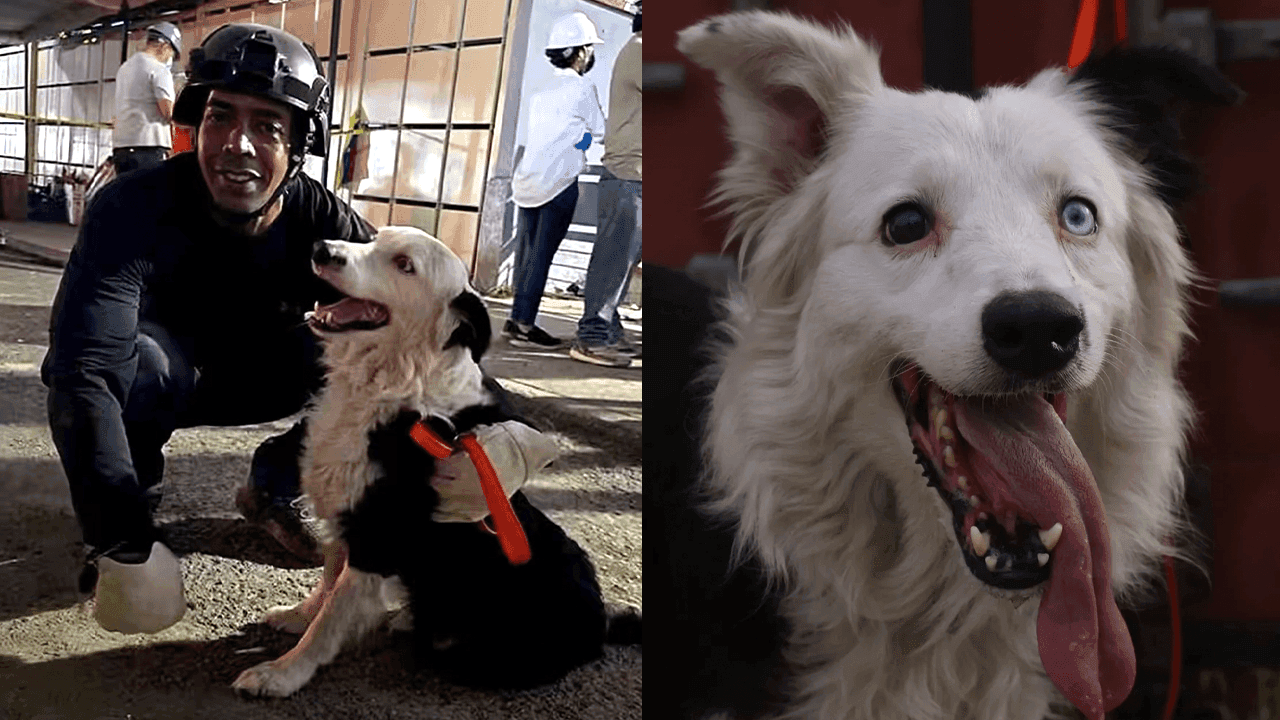Tsunami integra una unidad canina que participa en la búsqueda de sobrevivientes tras los terremotos en Venezuela. Créditos: : Redes sociales / Equipos Caninos de intervención en desastres Tsunami integra una unidad canina que participa en la búsqueda de sobrevivientes tras los terremotos en Venezuela. Créditos: : Redes sociales / Equipos Caninos de intervención en desastres