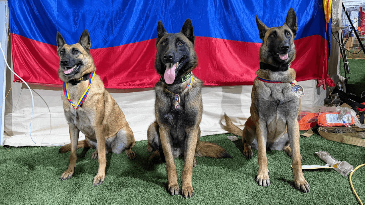Perros rescatistas colombianos son condecorados en Venezuela por su labor tras los terremotos Perros rescatistas colombianos son condecorados en Venezuela por su labor tras los terremotos