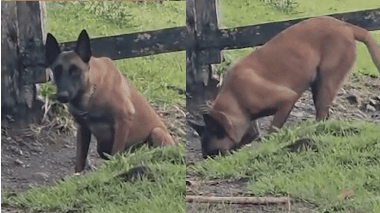 La historia de Xenú, el perro antiexplosivos que detectó una mina antipersonal cerca a un colegio en Ituango La historia de Xenú, el perro antiexplosivos que detectó una mina antipersonal cerca a un colegio en Ituango