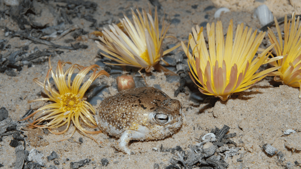 UICN actualiza su Lista Roja: más de 49.500 especies están en amenaza de extinción UICN actualiza su Lista Roja: más de 49.500 especies están en amenaza de extinción
