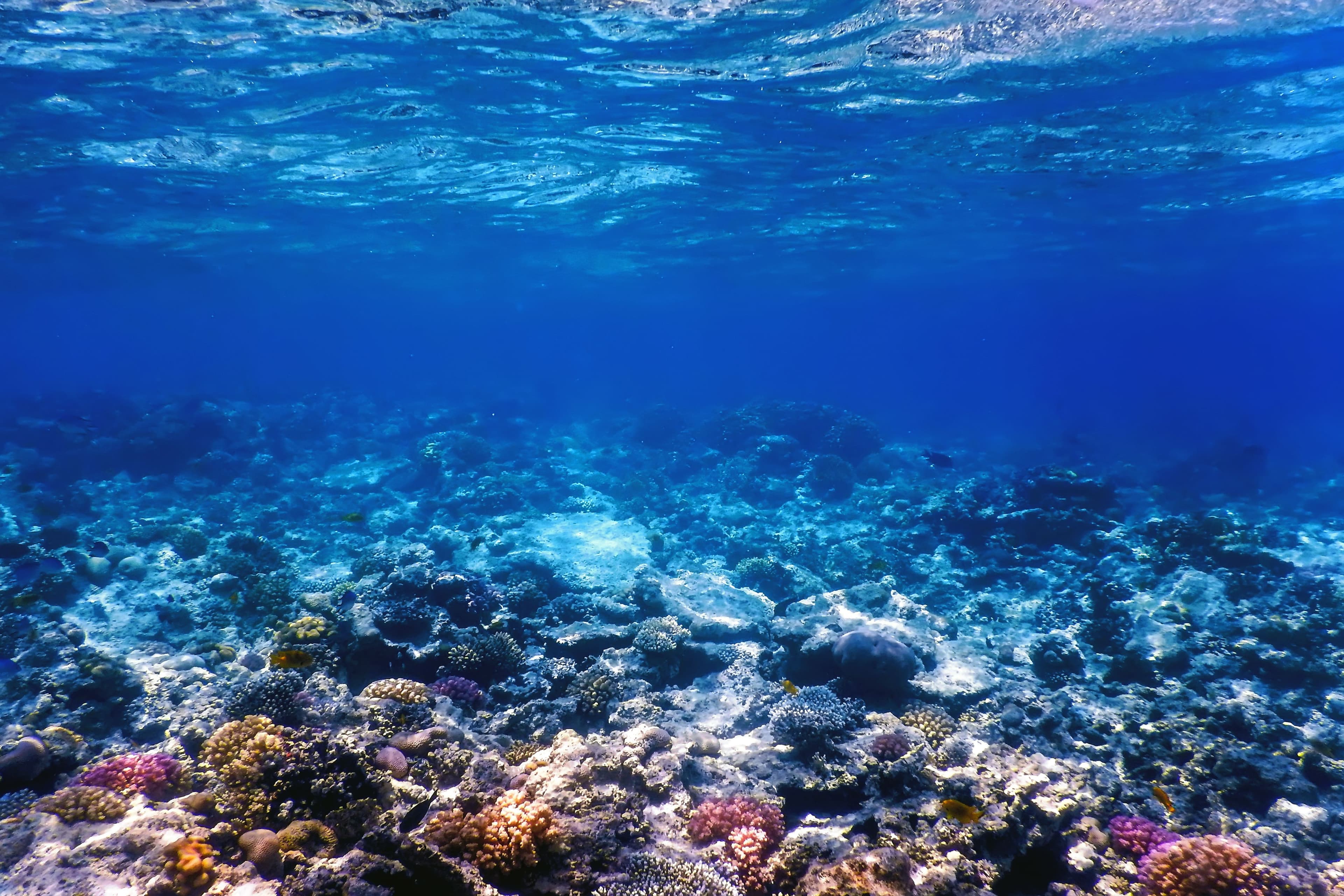 La temperatura de la superficie del mar alcanzó un récord para esta época del año. Crédito: Magnific La temperatura de la superficie del mar alcanzó un récord para esta época del año. Crédito: Magnific