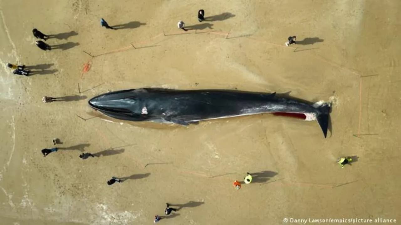 photologuephotos2024-05japon_cazara_ballenas_de_aleta_el_segundo_animal_mas_grandejpg photologuephotos2024-05japon_cazara_ballenas_de_aleta_el_segundo_animal_mas_grandejpg