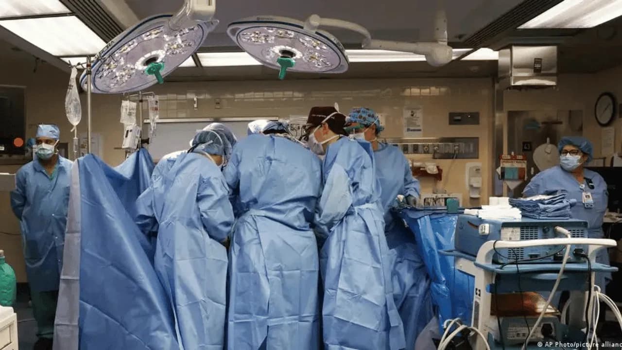 photologuephotos2024-05transplante_rinon_de_cerdopng photologuephotos2024-05transplante_rinon_de_cerdopng
