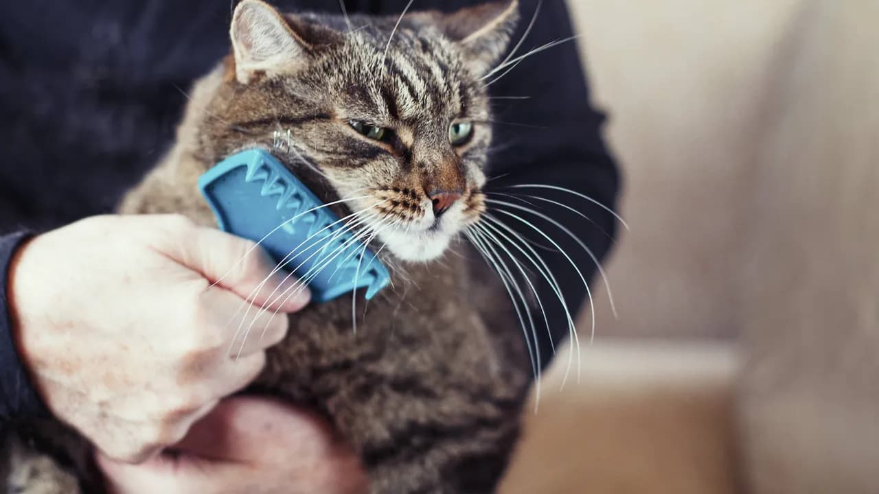 photologuephotos2025-01a_comparacion_de_animales_como_los_perros_que_tienen_una_densidad_capilar_de_entre_1000_y_9000_pelos_por_centimetro_cuadrado_los_gatos_tienen_25000_111jpg photologuephotos2025-01a_comparacion_de_animales_como_los_perros_que_tienen_una_densidad_capilar_de_entre_1000_y_9000_pelos_por_centimetro_cuadrado_los_gatos_tienen_25000_111jpg