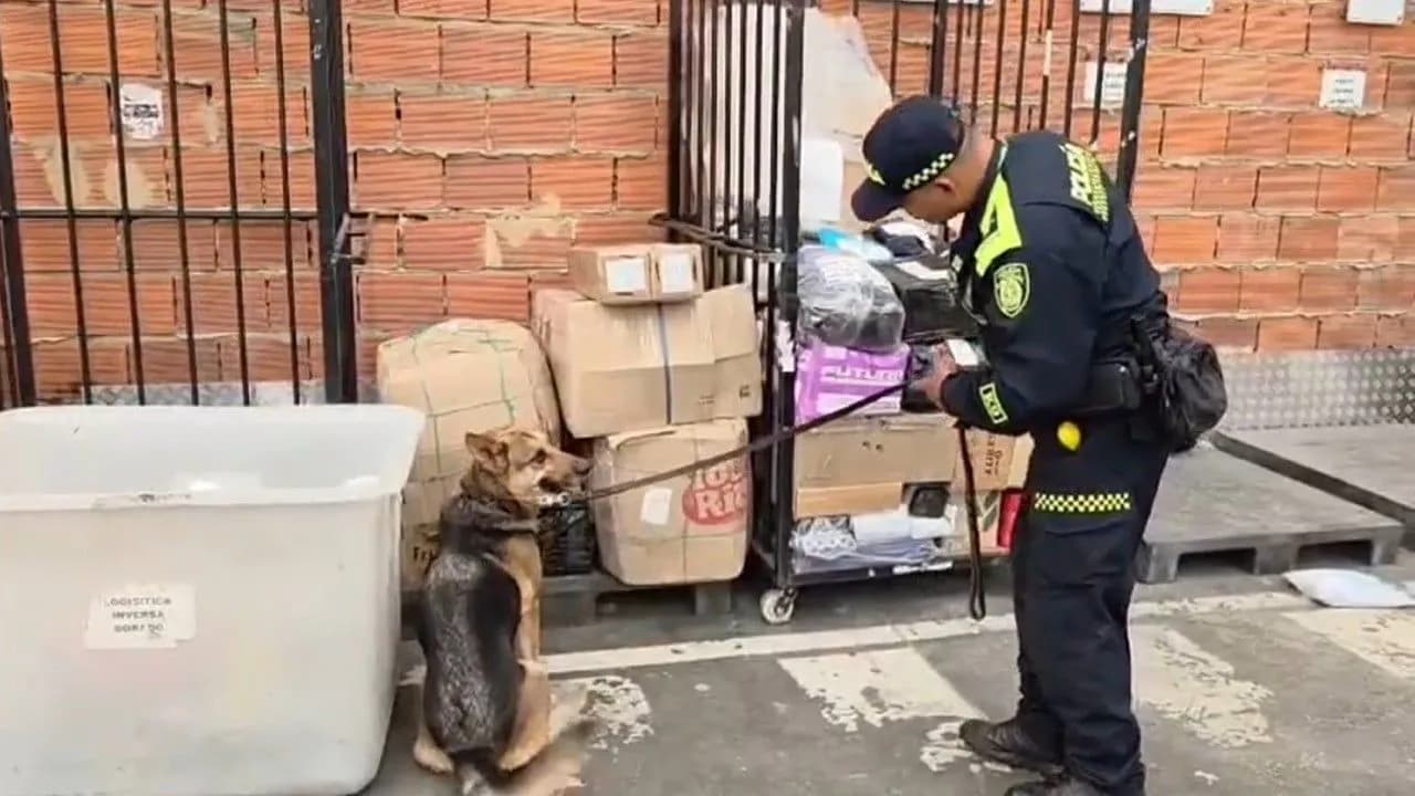 photologuephotos2025-08perro_policiajpg photologuephotos2025-08perro_policiajpg