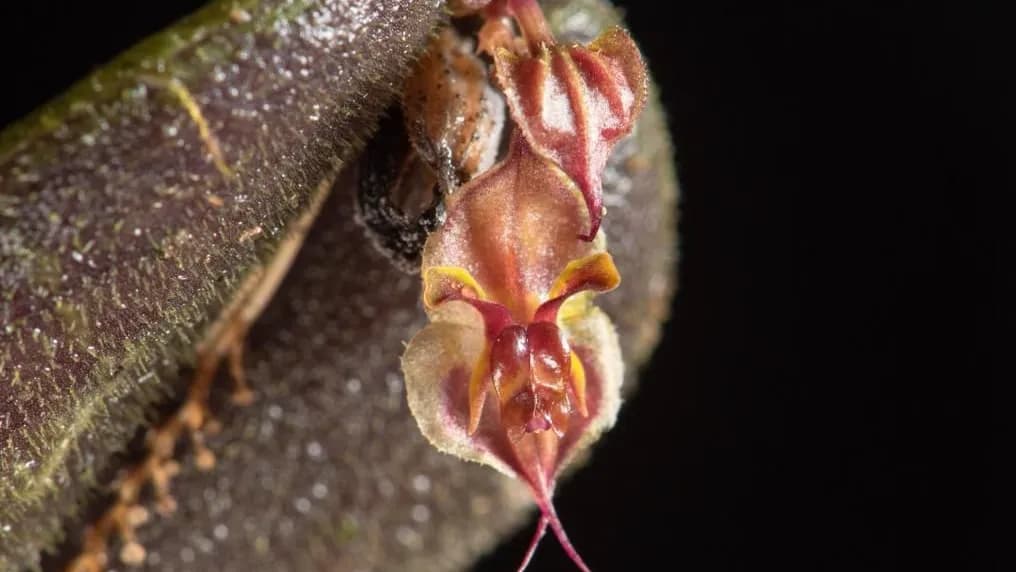 Especie de orquídea miniatura para la ciencia en el Parque Nacional Natural Farallones de Cali Especie de orquídea miniatura para la ciencia en el Parque Nacional Natural Farallones de Cali