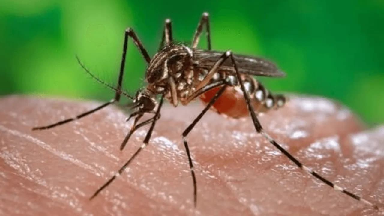 Mosquito de la fiebre amarilla. Mosquito de la fiebre amarilla.