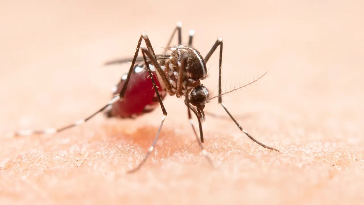 Mosquito Dengue Mosquito Dengue