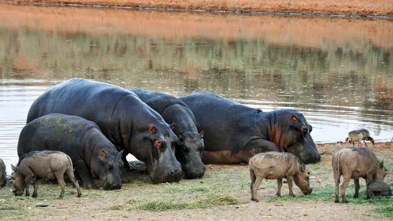 photologuephotos2023-04hippopotamus-g45e00cf05_1280jpg photologuephotos2023-04hippopotamus-g45e00cf05_1280jpg
