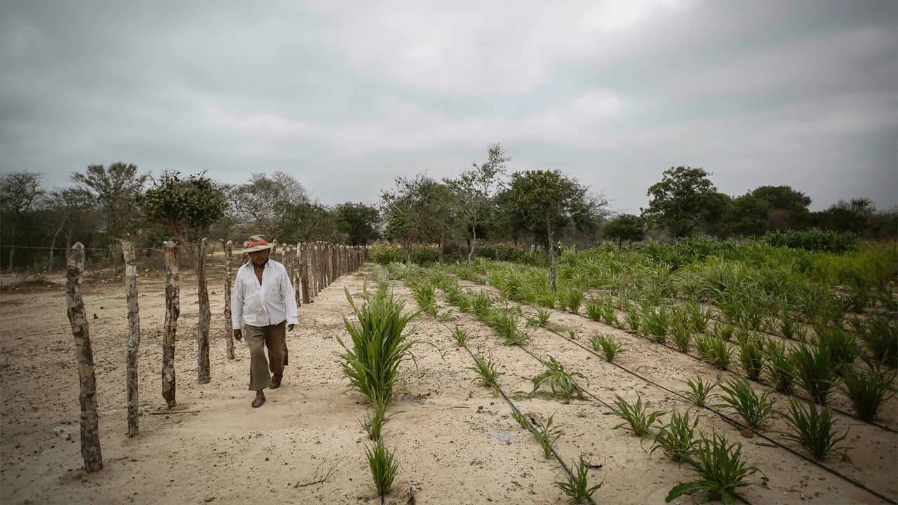 El fenómeno de El Niño El fenómeno de El Niño