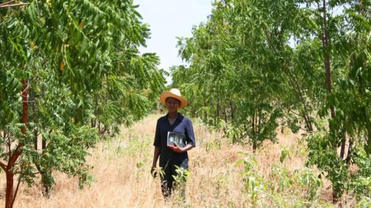 photologuephotos2022-11plantacion_de_moringa_de_hills_garden_en_cordobajpg photologuephotos2022-11plantacion_de_moringa_de_hills_garden_en_cordobajpg