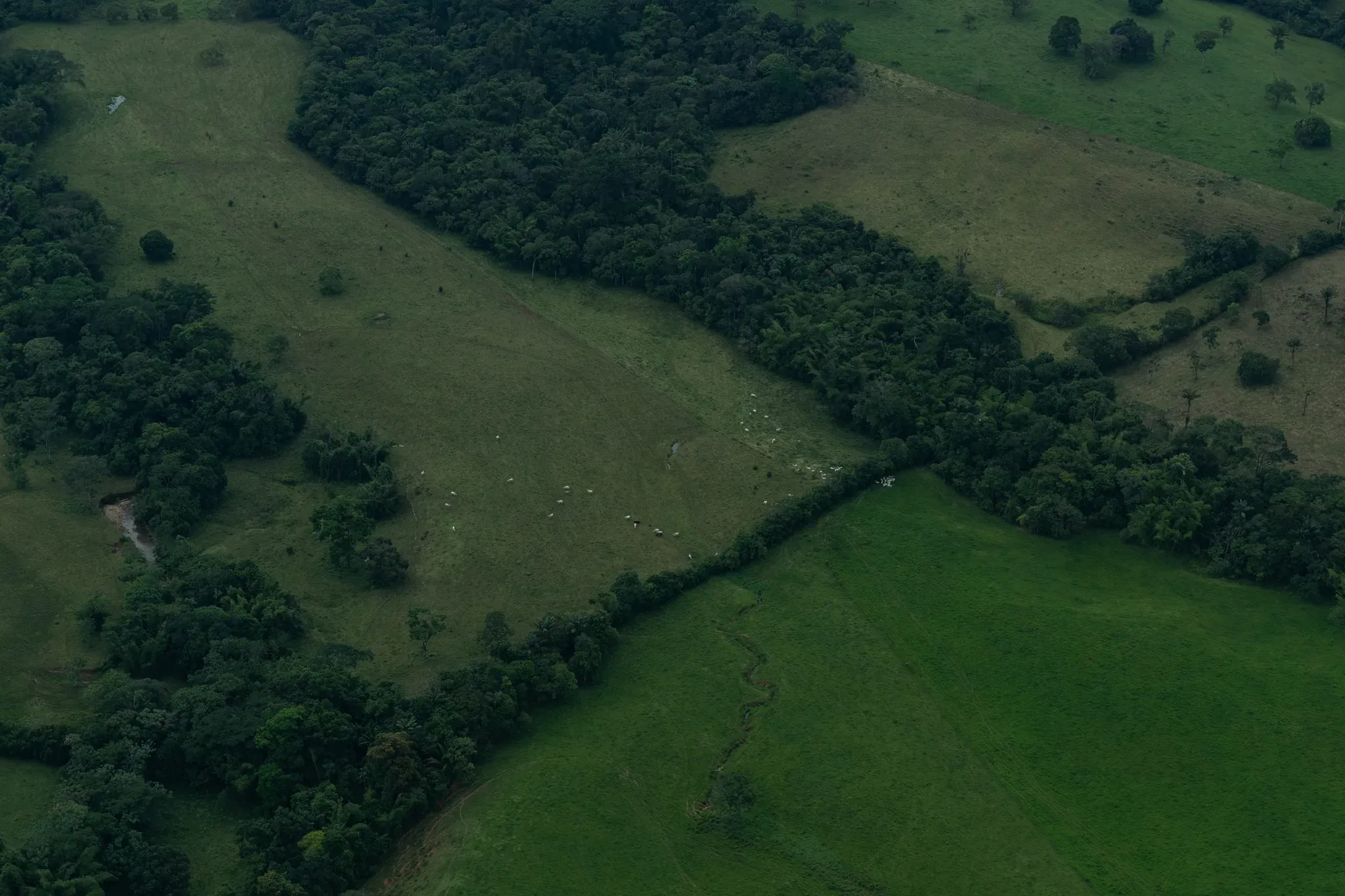 Ganado disperso en amplios potreros ganados a la selva, junto a un caño que serpentea.