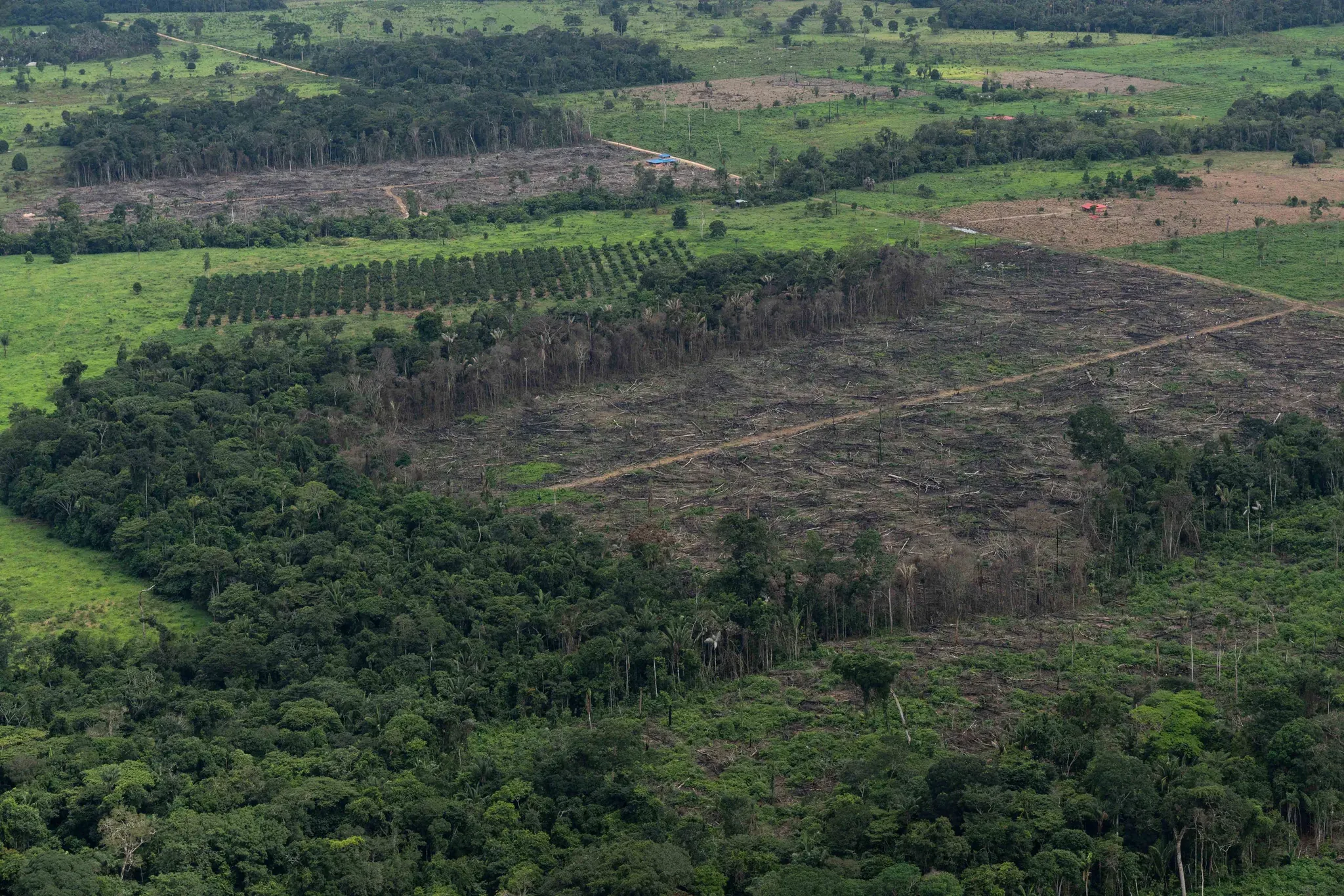 Mosaico aéreo de cultivos en hilera, quemas y potreros sobre la selva amazónica.
