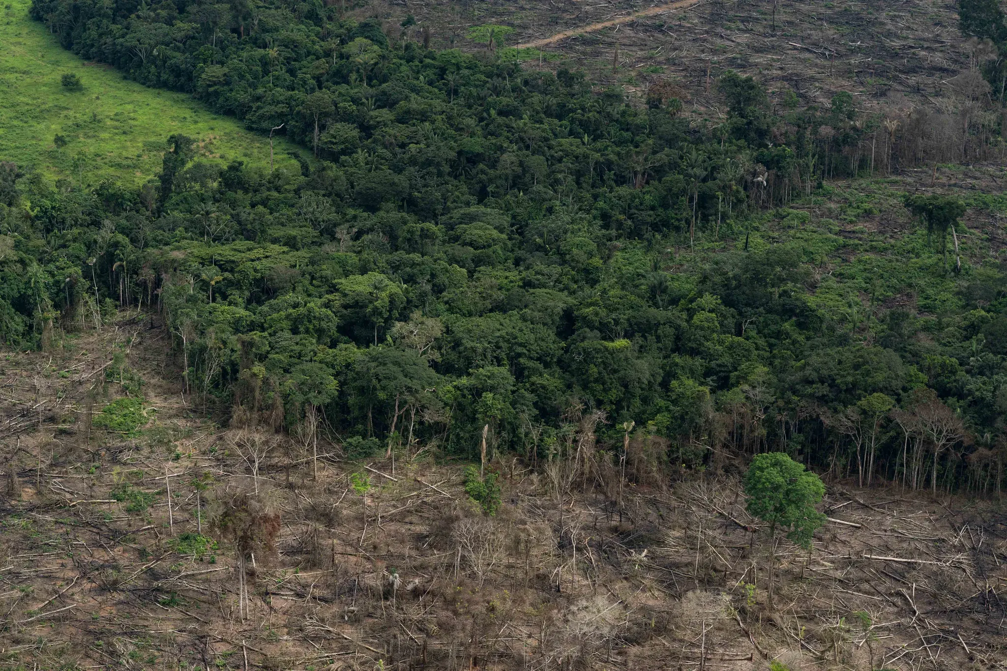 Un parche de bosque resiste rodeado de tala reciente y troncos caídos.
