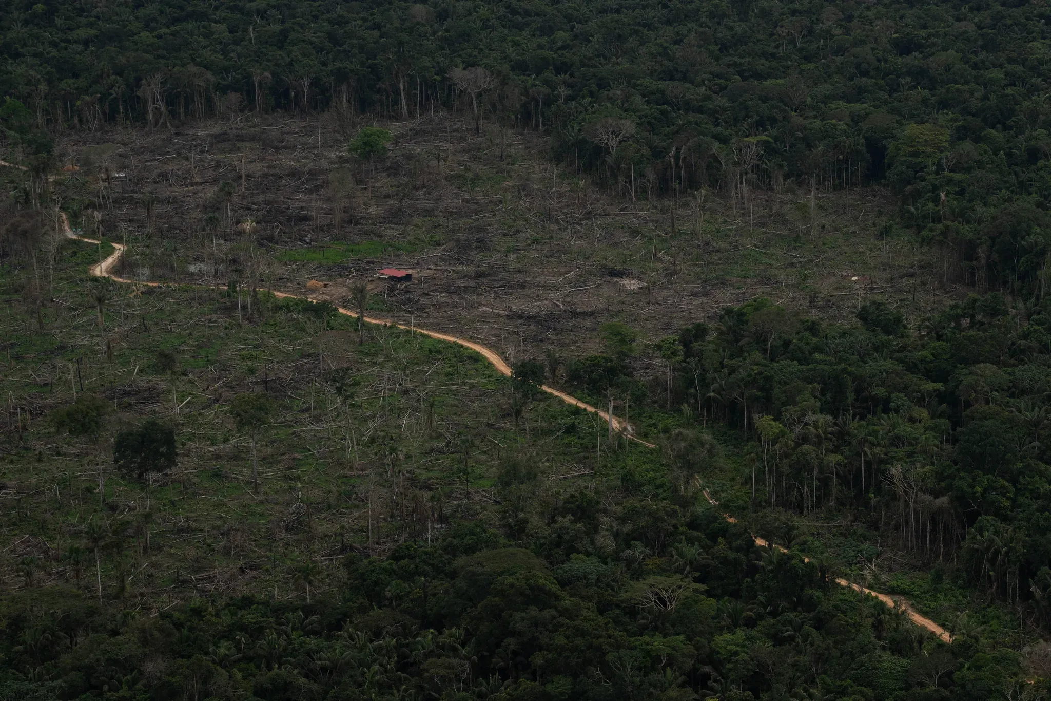 Vista aérea de trochas que se ramifican sobre el bosque deforestado, con una vivienda aislada.