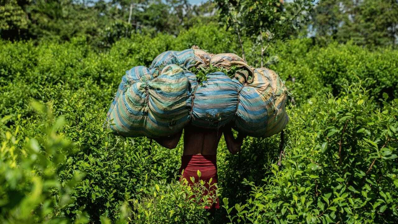 Los cultivos de coca crecieron de 2023 a 2024 un 3.5%. En la nueva medición se excluyó, por primera vez, el potencial de producción de cocaína / Crédito: Reuters.