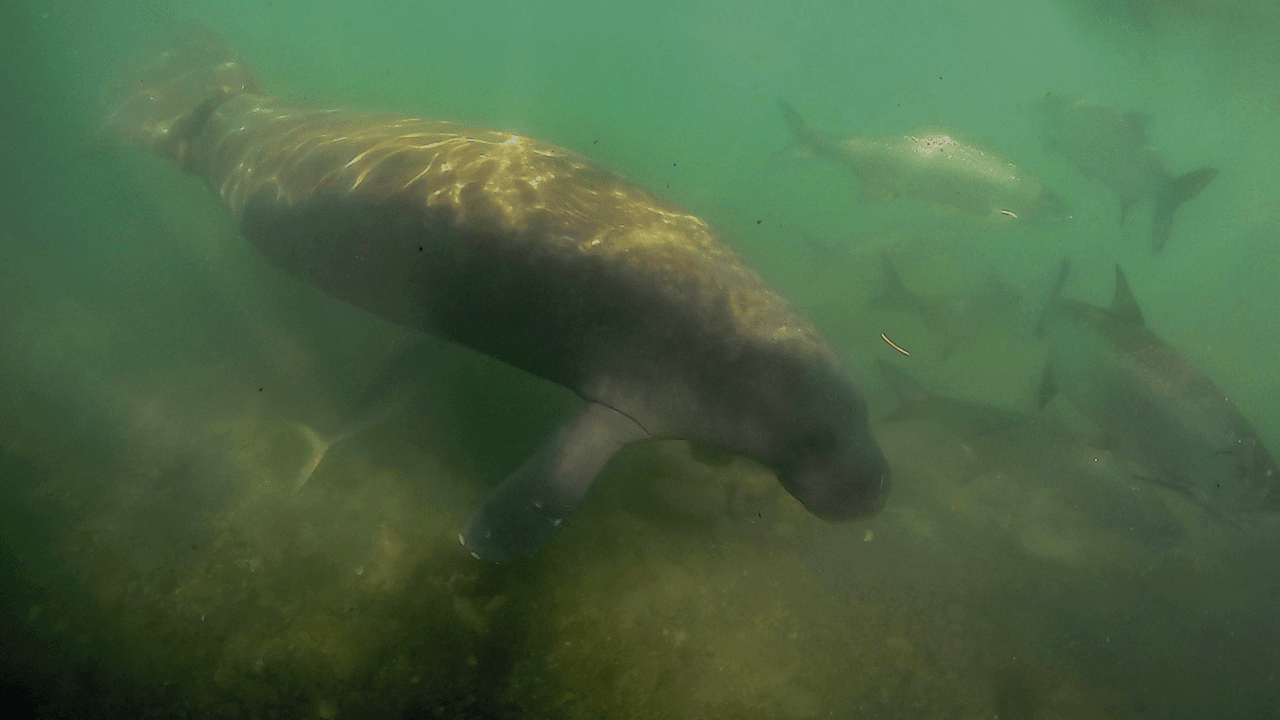 Trichechus-manatus-manatus-IsabelGomezCamelo-GH012499-SEG13.png