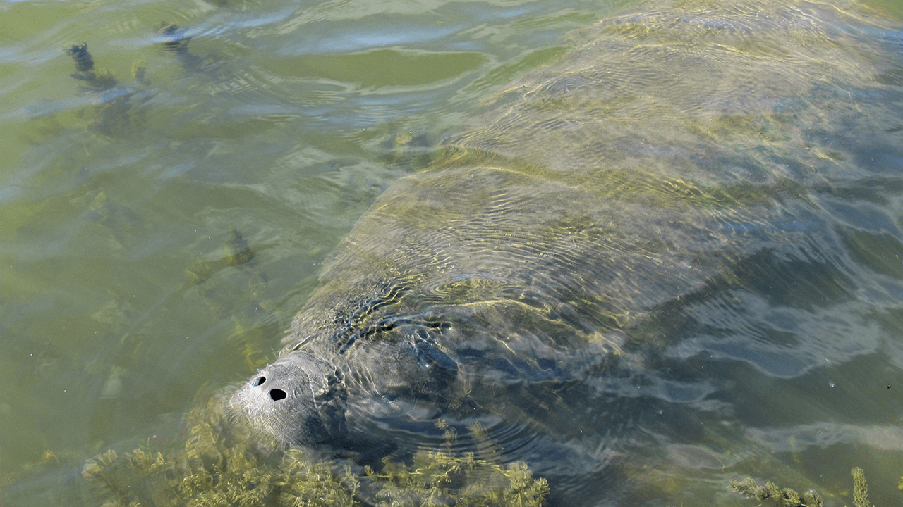 Trichechus-manatus-manatus-Yenyfer-Mona-Sanabria-Fundacion-Omacha-IMG_0696.png