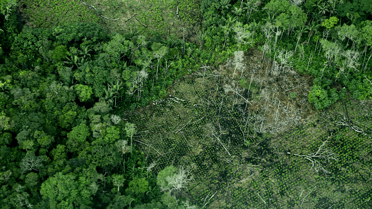 amazonas selva - colprensa.png