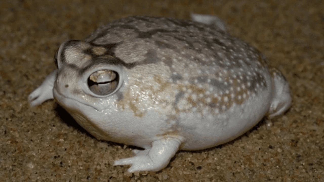 animales en peligro.png
