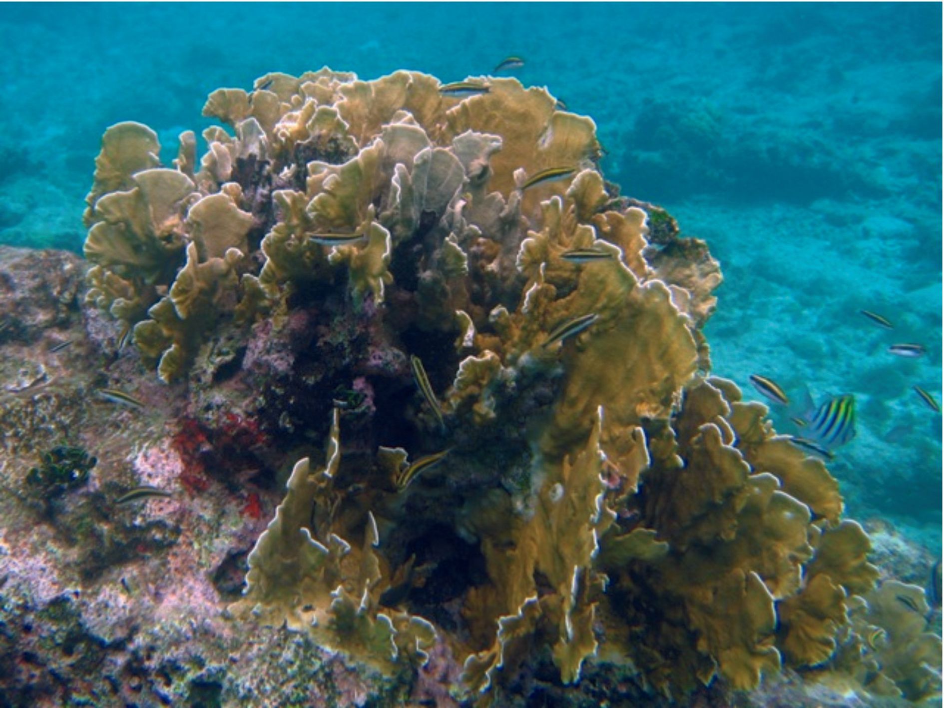 parque_nacional_natural_corales_del_rosario_y_san_bernardo.jpg