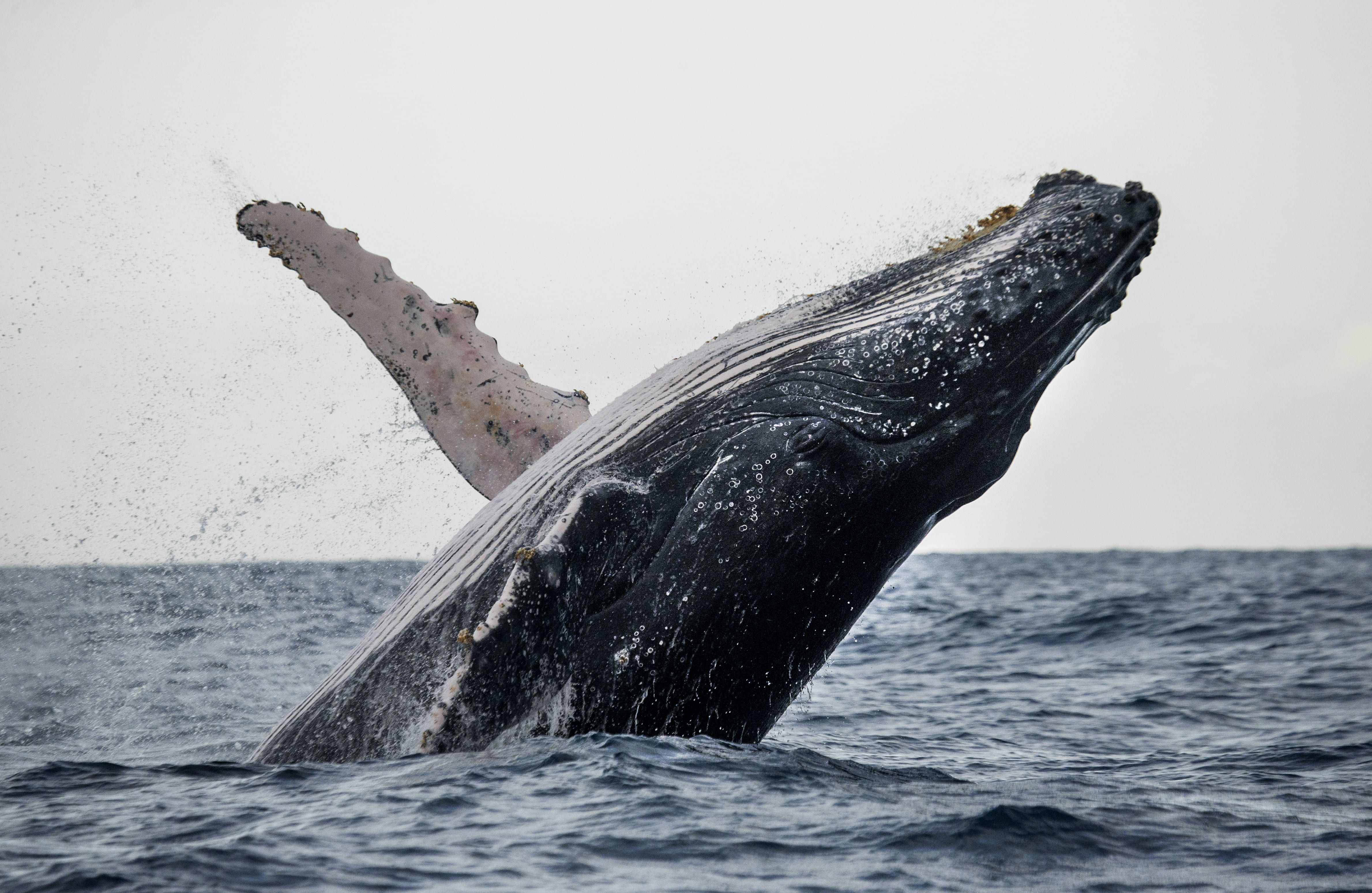 photologuephotos2023-08ballenas_jorobadas_2jpg