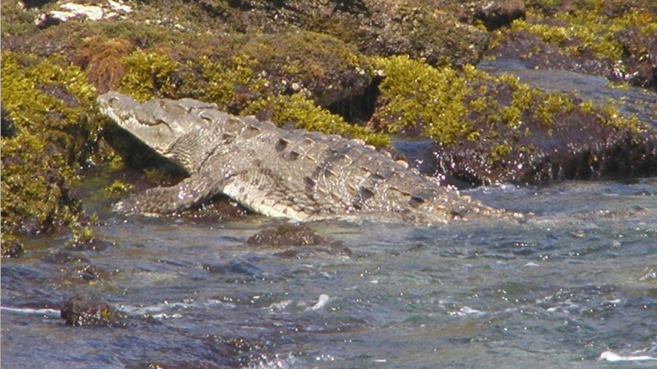 cocodrilodefugadoscolombiacorpomag.jpg