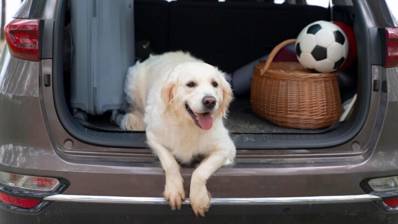 viaje_nacional_con_su_mascota.jpg