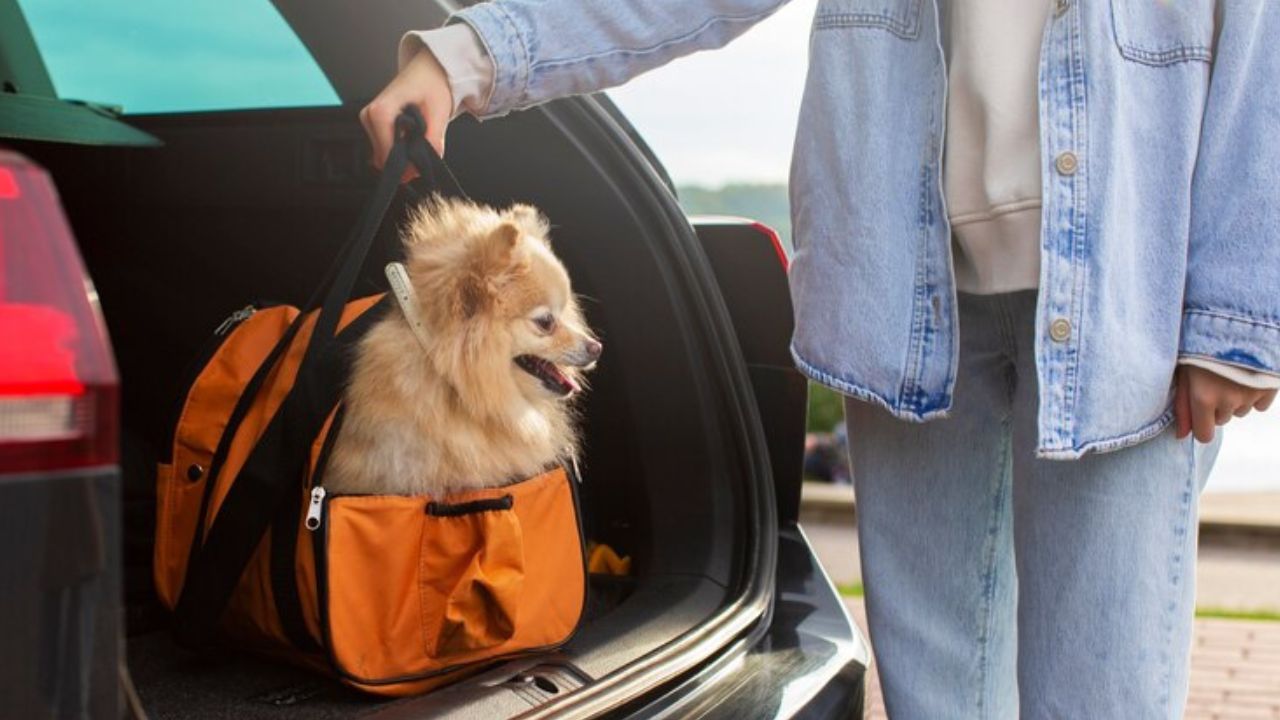 viaje_con_su_mascota.jpg