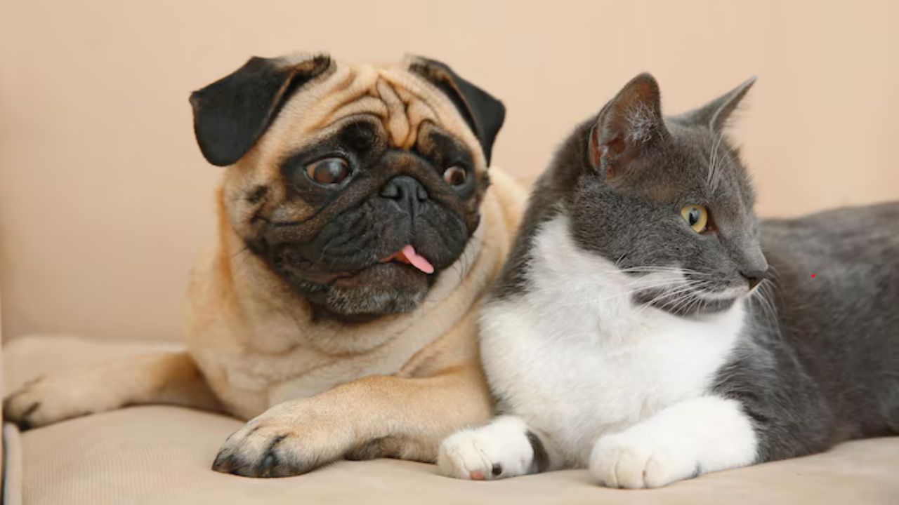 convivencia_entre_perros_y_gatos_0.jpg