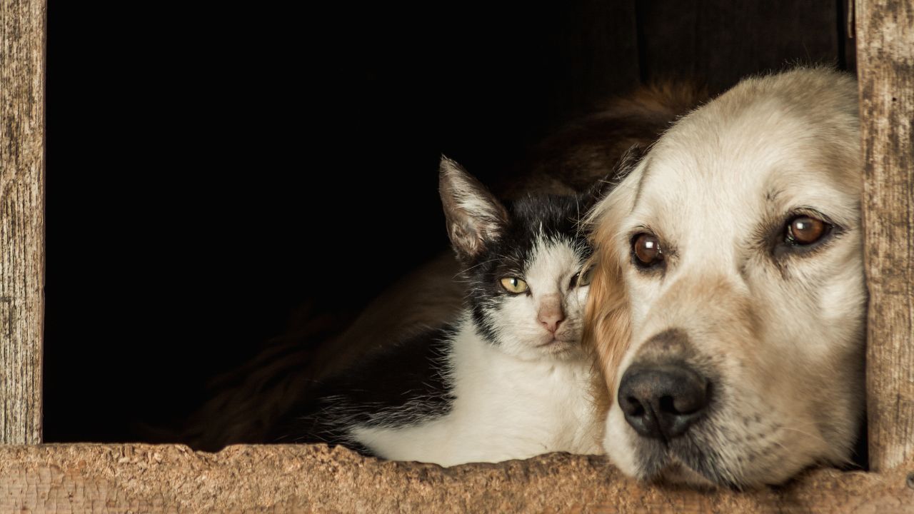 animales_de_compania_en_colombia.jpg