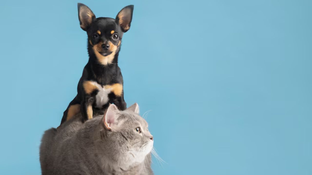 gatos_y_perros_en_colombia.jpg